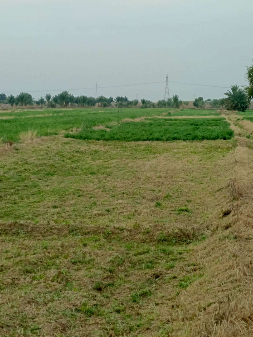 ✅للبيع أرض زراعية 
✅سند 25 مداور مباشر بإسم المشتري 
✅المساحة 4 دونم 
✅الموقع قرية العريجة 
✅متوفر بيه الماء
✅مزروعه حالياً 
✅الفيديو أدناه يوضح كافة تفاصيل الأرض 

🤎للاستفسار مراجعة مكتب الضامن للعقار الشارع التجاري مقابل منفذ المعرفه أو الاتصال 📞 
*********** واتساب
***********
