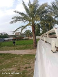 نيسان ناصي • ٢٠١٠ • كفاله عامه