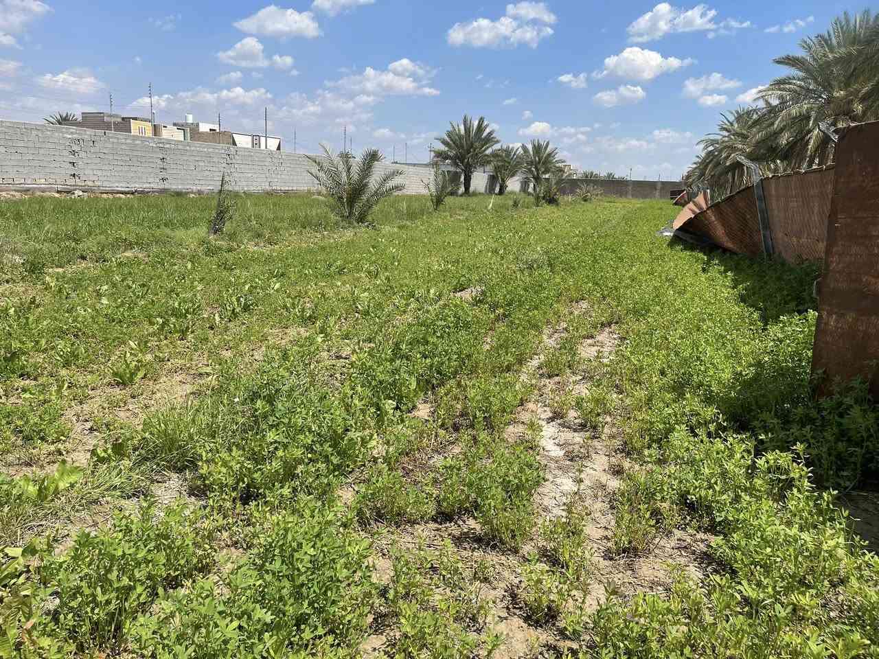 الف متر للبيع طابو 25 اقرار محكمه مع بيت مساحة البيت 200 متر يحتوي البيت على غرفتين وصاله واستقبال ومطبخ بناء بلوك صب مسلح كونكرت في كربلاء منطقة الزبيلية شارع ام البنين كافه الخدمات ماء وكهرباء منطقة سكنية /*********** /***********
