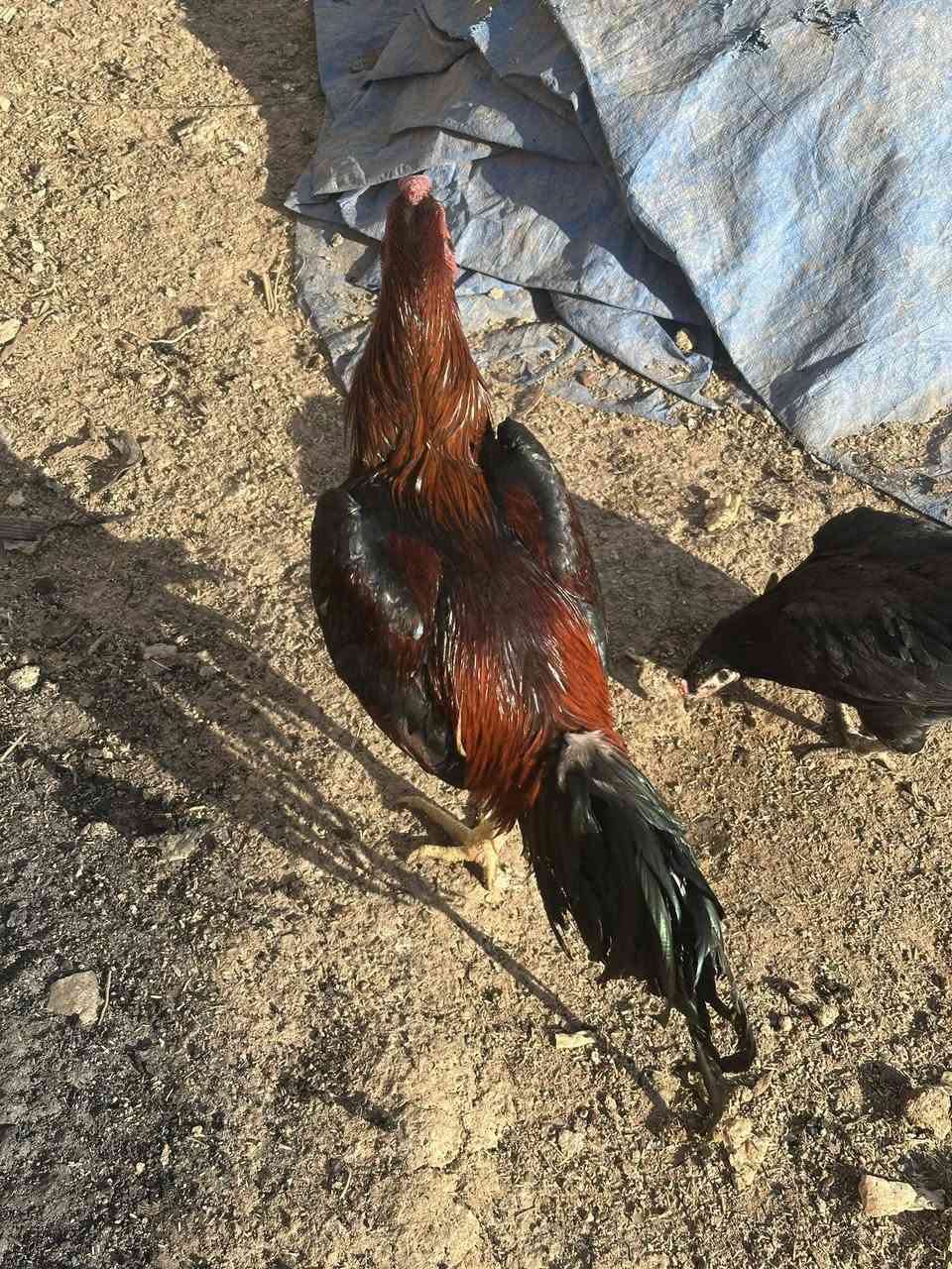 ديك هراتي للبيع السعر 75قفل بدون تخريج


**إذا كنت صاحب هذا الإعلان وتريد حذفه لأي سبب، رجاءا أرسل رسالة إلى الدعم الفني**