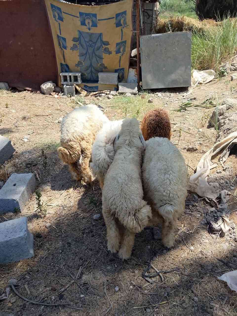 السلام عليكم
طليان مال رباط مكاني قريب عل طريق بغداد سيطرت الج 

‏‪***********‬‏
العدد 4
