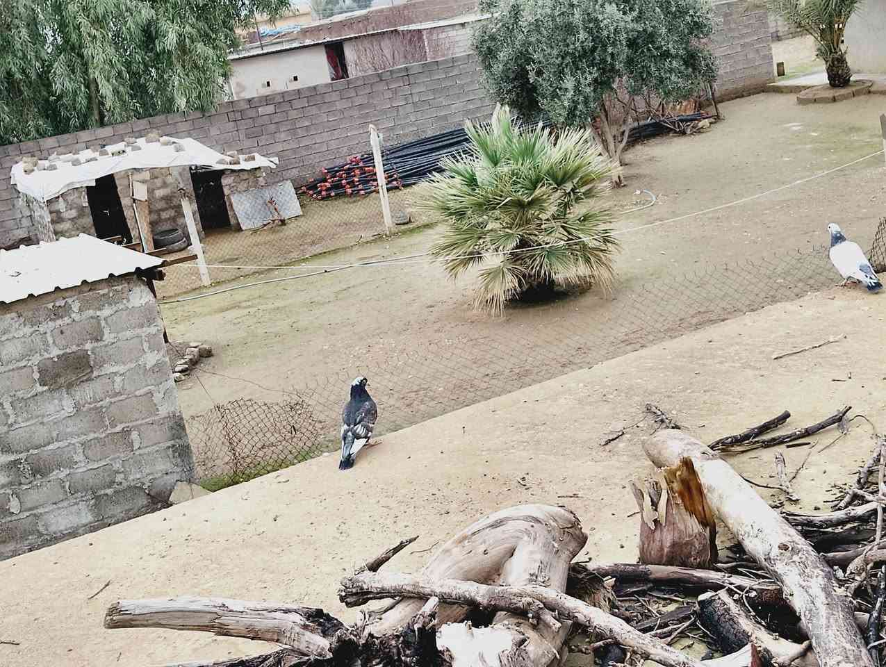 للبيع عدد اربع السعر الجوز ب5


**إذا كنت صاحب هذا الإعلان وتريد حذفه لأي سبب، رجاءا أرسل رسالة إلى الدعم الفني**