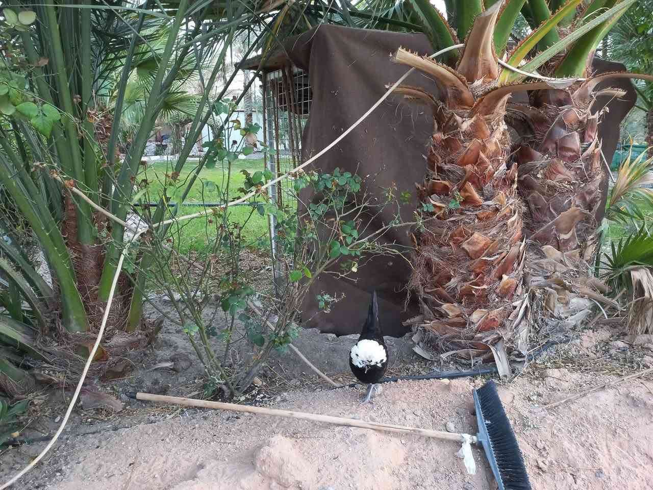 على بعد ٧٥٠م سايد الخروج رقم العمود ١٦٤  طريق  بغداد  ٢٥٠٠ م دونم للبيع : الوصف دونم الواجه على تبليط فرعي  ٣٢م مسيج ومحدد تتوفر جميع الخدمات ارضه مغروسه وممتازه تبعد من طريق ياحسين المشايه بحدود ال ٧٥٠ م ومن مركز كربلاء والامامين عليهم السلام  ٩كم السند. طابو ٢٥ تحويل كافة السهام السعر ٣٦٠ مليون مجال قليل ومداوله مع المالك الشرعي للعقار لأي استفسار. واصلونا. دمتم سالمين   (***********)             ابو آزر التميمي.    (***********) المحامي نبأ التميمي
