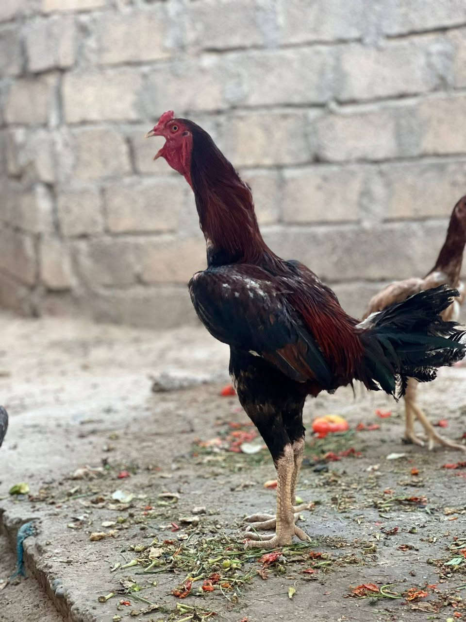 متاح هاذا الفحل اب 50
عنوان موصل القياره اتصل وتدلل

***********////0774
