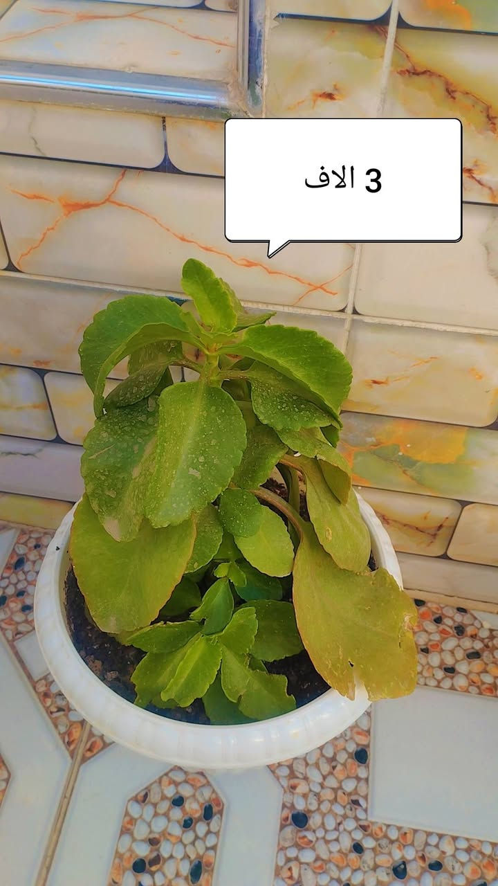 للبيع


**إذا كنت صاحب هذا الإعلان وتريد حذفه لأي سبب، رجاءا أرسل رسالة إلى الدعم الفني**