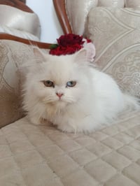 بزونة أليفة • للبيع • بابل شارع 80