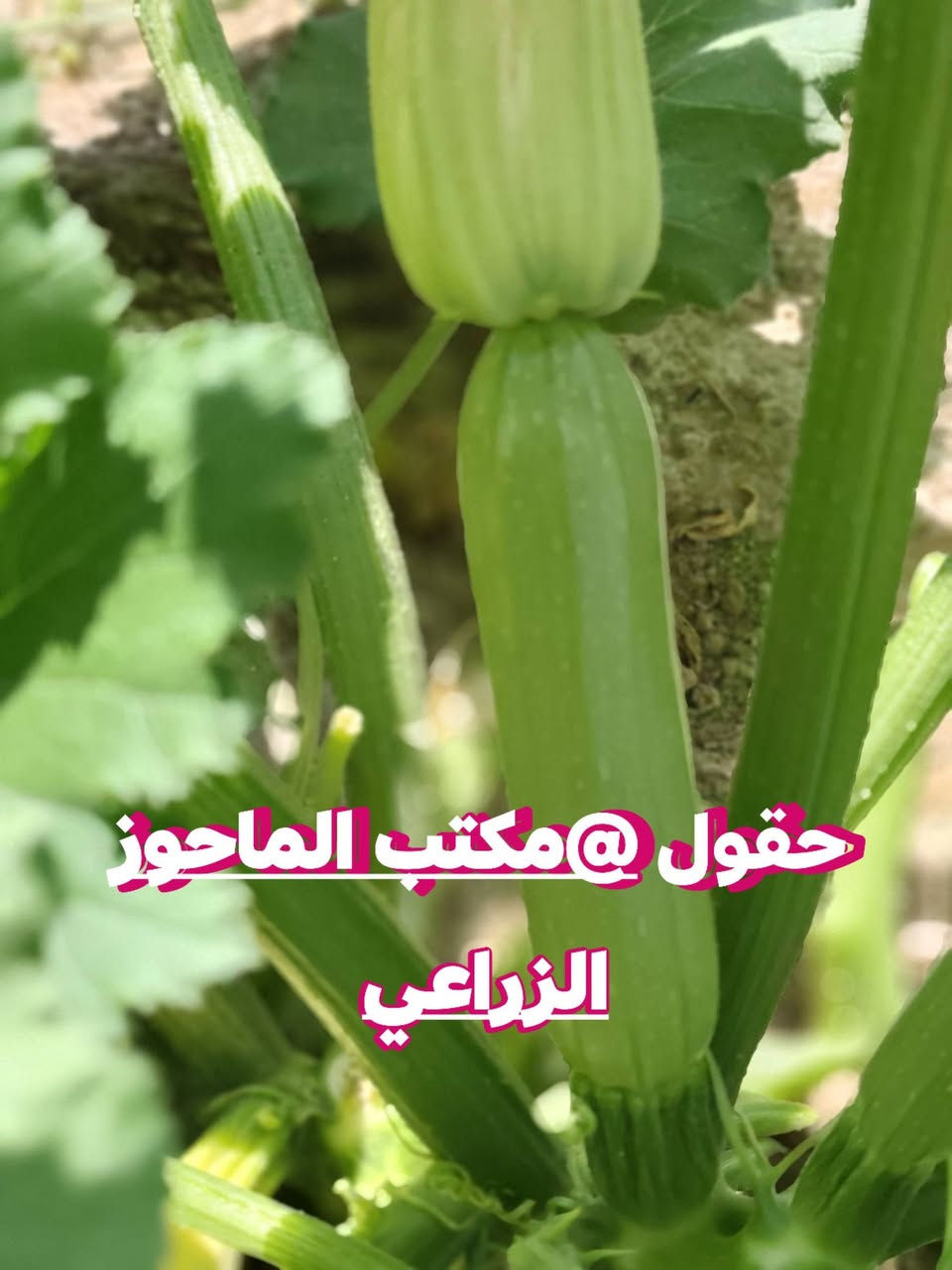تتوفر افضل بذور الشجر الزيتي المبكر ذاتي التلقيح  35 يوم من الزراعة الى الانتاج 
الشجر الزيتي ذاتي التلقيح انتاج وفير قوة تحمل 
للطلب راسل المكتب وتساب ***********
