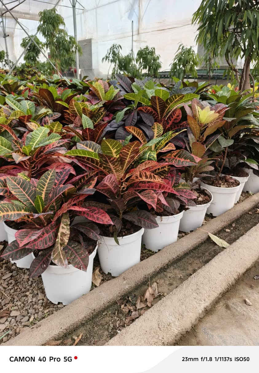 ياالله على بركه الله توجد لدينا جميع انواع النباتات الداخلية والخارجية وبأسعار تنافسية الاصحاب المشاتل وكميات كبيرة
عنوان المشتل طريق حله هاشميه مقابل شركه الرنا طريق ياحسين 
يوجد لدينا توصيل لجميع المحافظات 
البيع جمله ومفرد 
استفسار: ***********
