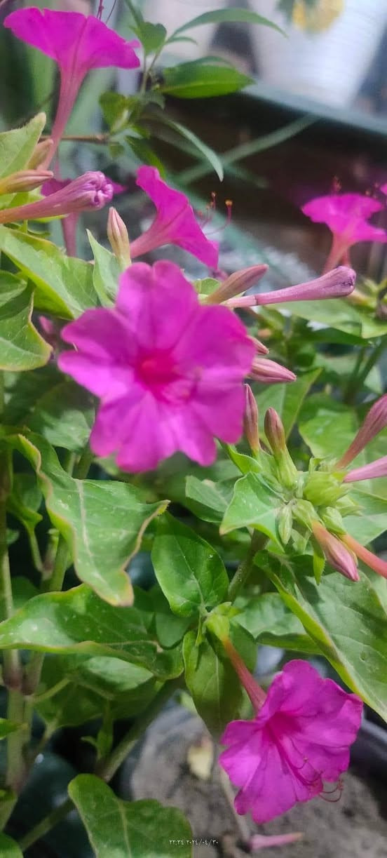 الصور منقولة
لالة عباس 
نبات حولي معمر (جذوره تبقى بالأرض و تنبت بالربيع) مقاوم  لجميع الظروف المناخية 
يتكاثر بالبذور 
ازهاره عطرية 
يزرع بالربيع 
تتوفر بذوره بسعر الفين دينار للمغلف     
بابل إسكندرية يتوفر توصيل لكل المحافظات ان شاء الله


**إذا كنت صاحب هذا الإعلان وتريد حذفه لأي سبب، رجاءا أرسل رسالة إلى الدعم الفني**