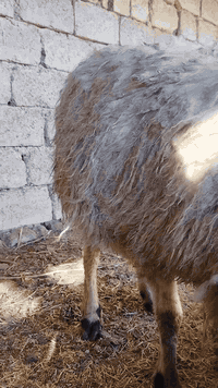 نعجه • حامل ١٠ يوم • صلاح الدين بيجي