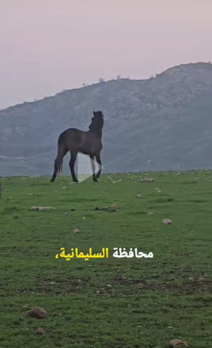 سفرت العيد مجاناَ🎯 لحكو دهوك سليمانيه🎊🎋🎄🎆🎇🎉                 👆
للحجز جزيرت الخيول🐴 منتجعات🏕 حدائق 🏝متنزهات🏭
 ترفيهيه شلاااالات🏞 للحجز مراسله خاص👈خاص

 او واتساب📲 *********** 📲
