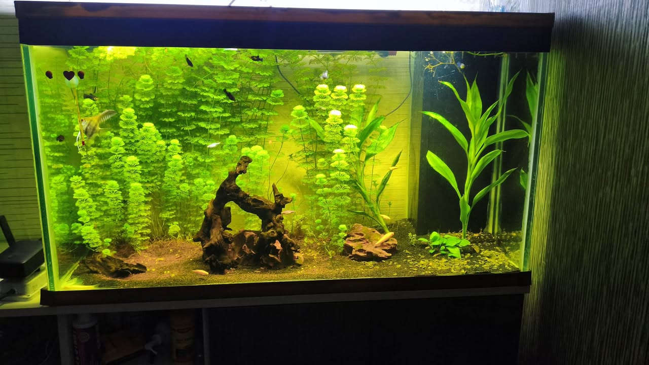 سلام عليكم. حوض للبيع
الحوض   يحتوي ع نباتات. موضحه بصور يحتوي ع 12قطعه سمكه دانيو. و2قطعه كوبي. 1قطعه انجل 2 قطعه اكلات طحالب يحتوي على شرمب بس ماعرف العدد بضيط رمل ارضيه منضومه سامب حترافي كامله   شغل الاستاذ علي طالب  مضخه هوه ومضخه ماء هيتر اصلي ستيل مع ميديا وفحم نشط وديباجج
ثنين اناره الحوض  ويا بكتريا نافعه واسمده وفيتامين للنباتات من دكتور تانك يحتوي على خشب متحجر واحجار القياسات موضحه متر العرض نزال 40 رتفاع 58. جام 10مم. مع رباطات 10مم

السعر 275 كامل مع السامب ولاسماك وكل المحتويات مكاني بغداد قضاء الحسينيه 
***********
