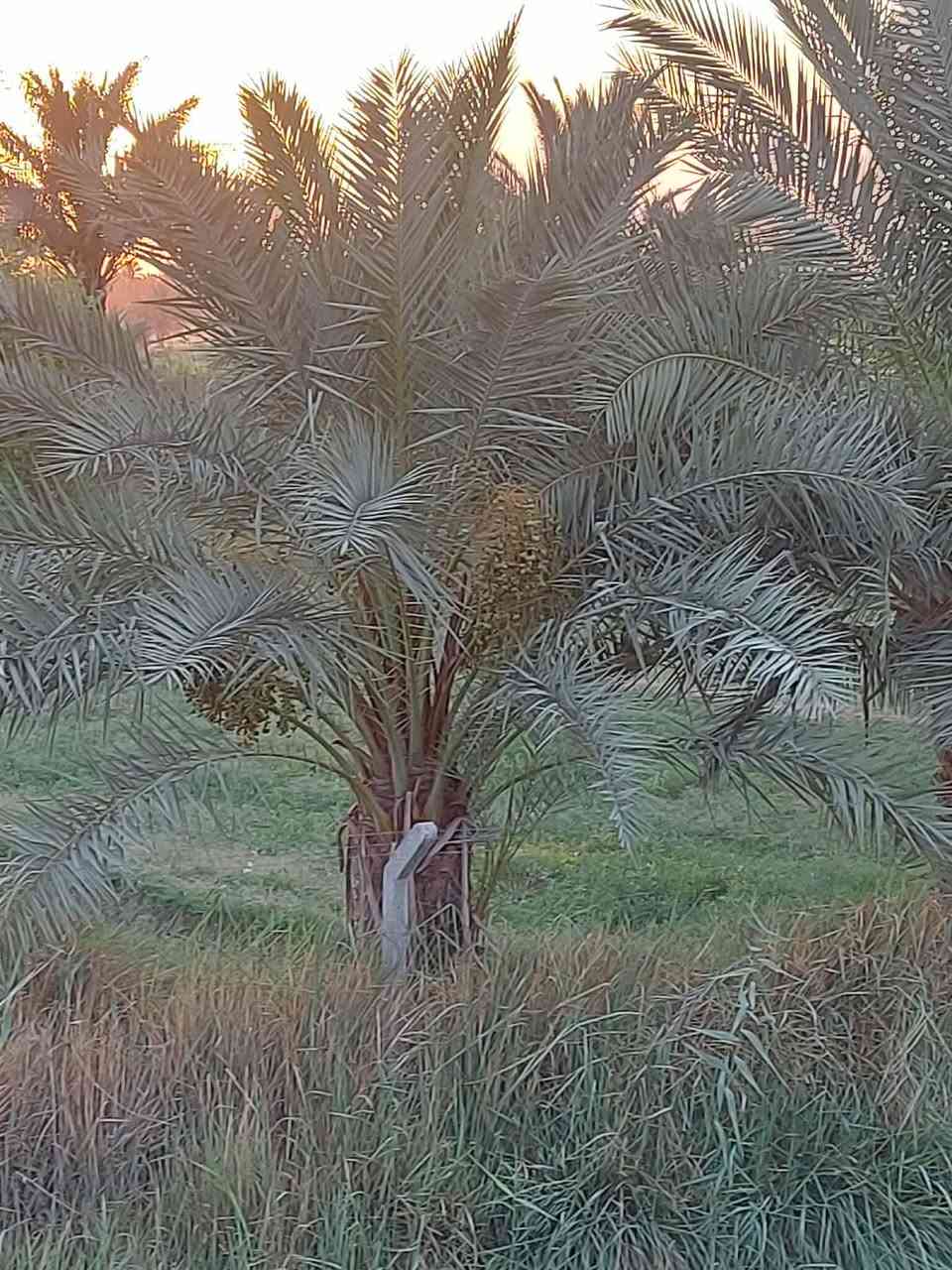 بستان ١١ دونم عقد زراعي قانون ٢٤ لسنة ٢٠٢٤ مجدد لغاية ٢٠٣٥ فيه مشيدات من البلوك مشتمل ومغروسات نخيل أكثر من ١٠٠ نخلة مثمرة سعر الدونم الواحد ٣٥ مع المجال 
العنوان الديوانية حي الفرات خلف الطاقة الكهربائية 
للاستفسار الاتصال *********** 
أو مراجعة مكتب عقار الخليفاوي
