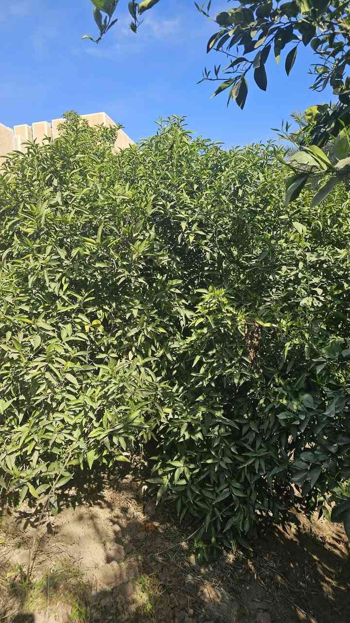 السلام عليكم 🇮🇶للبيع دونم ونصف واقع حال دونمين ونصف طابو زراعي سند مستقل تحويل مباشر باسم المشتري في بغداد الراشديه البوحيات قرب مدرسه الواحه الخضراء تحتوي على بيت كبير خمس غرف نوم سويتين صحيات حديقه كراج بوردات صحيات خارجيه حديقه اماميه وخلفيه حقل لتربية الماشيه او الدجاج او الطيور تبعد عن ضفاف نهر دجله ميتين متر اطل على الشارع الرئيسي الرابط بين جزيرو بغداد وناحية الراشديه تبعد عن جسر المثنى ربع ساعه وعن ناحية الراشديه خمس دقايق للاستفسار الاتصال على الارقام الاتيه الليث الحياني للعقار (***********)(***********)
