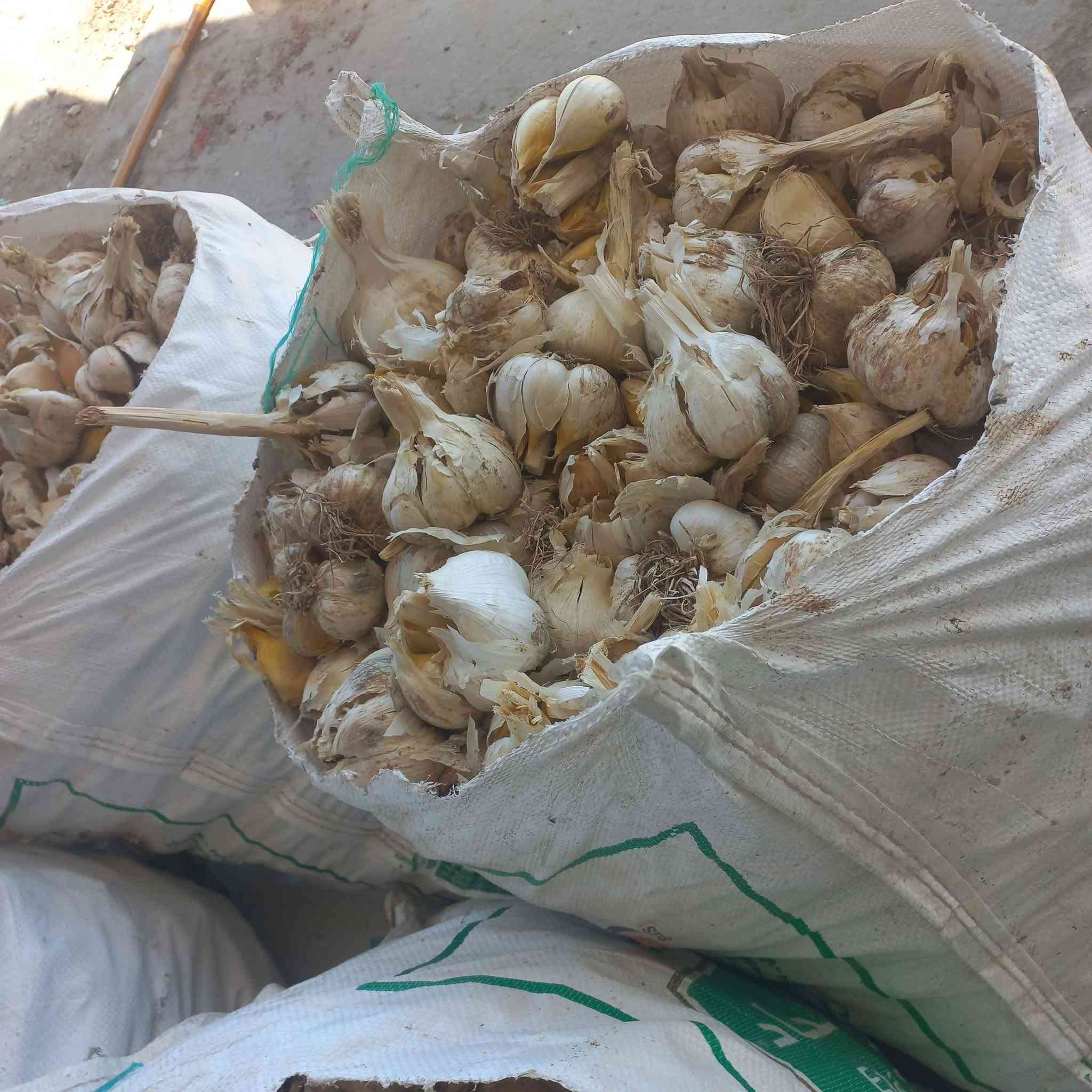 السلام عليكم يتوفر لدينا بذور ثوم عجم درجه اولى ...
للإستفسار الاتصال على ***********
