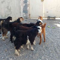 للبيع  07759235718.  3فحل3 نيثه