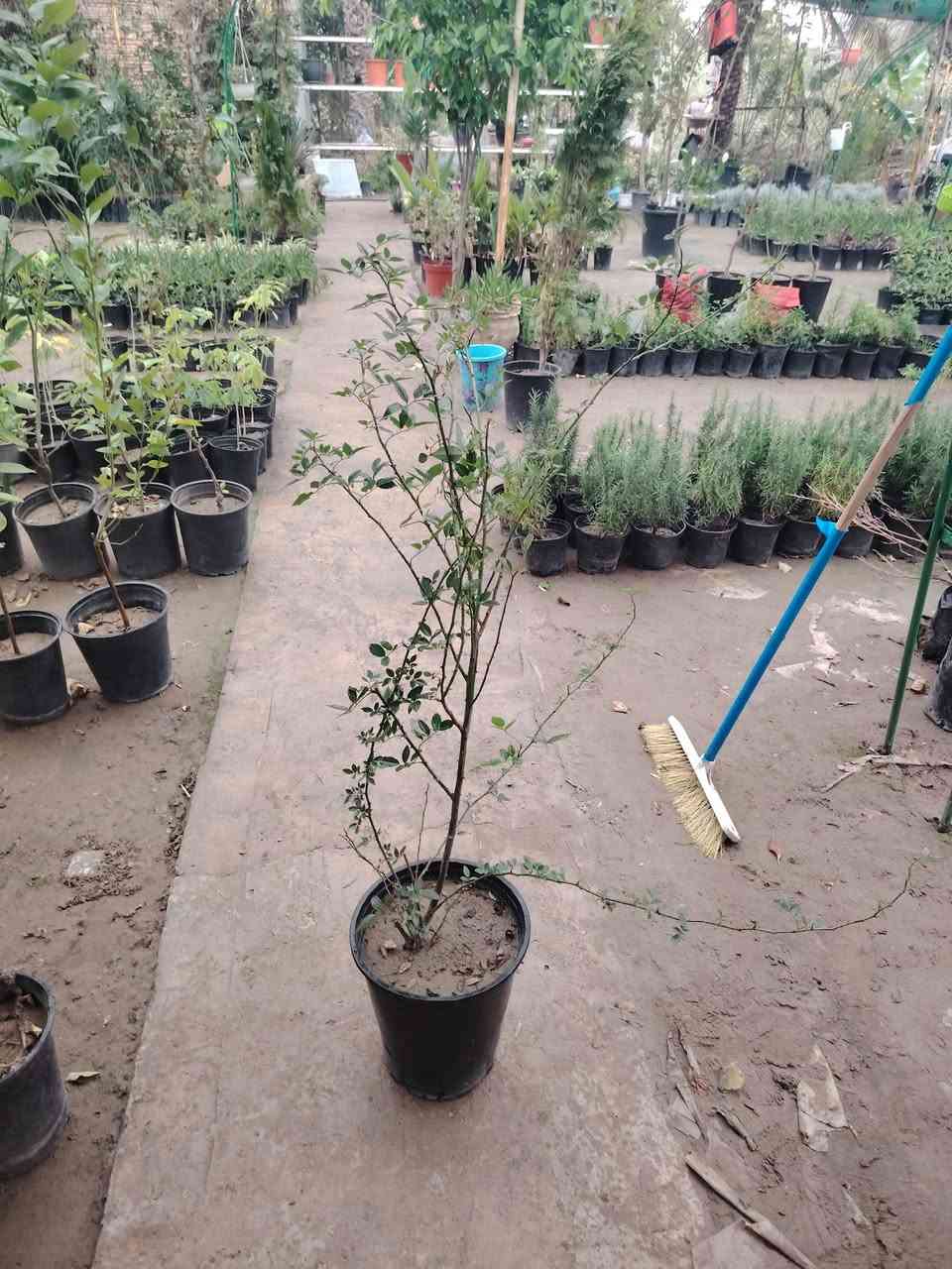 نسرين متسلق 🌿🔥
نبات دائم الخضرة، من اجمل المتسلقات  😍
مقاوم قوي للحرارة ويتحمل أجواء العراق بكل قوة 💪
عمر النبات أكثر من سنة (خشن وجاهز للنمو السريع)
وألوانه مفاجأة حلوة تنتظرك(تغير معروفه)@🌸
متوفر بسندانه كبيرة وسعر خرافي:
💰 8000 دينار فقط
🔥 عرض خاص: كل 2 بـ 15,000 دينار فقط
📍 العنوان: كوت الفلاحية قرب جسر الأنوار، مجاور إسالة ماء الفلاحية
🚚 يوجد توصيل داخل الكوت فقط
📞 للاستفسار والطلب: ***********
