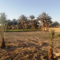 طابو زراعي • ٩٥٠م • شارع بغداد كربلاء