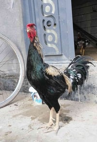 ديچ • ملقح كامل • الهارثه الماجديه