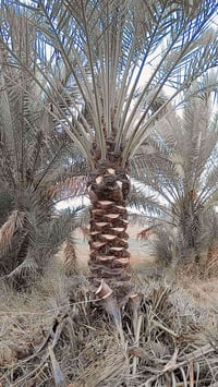 مكربجي • تنظيف • تاجي ذراع دجلة