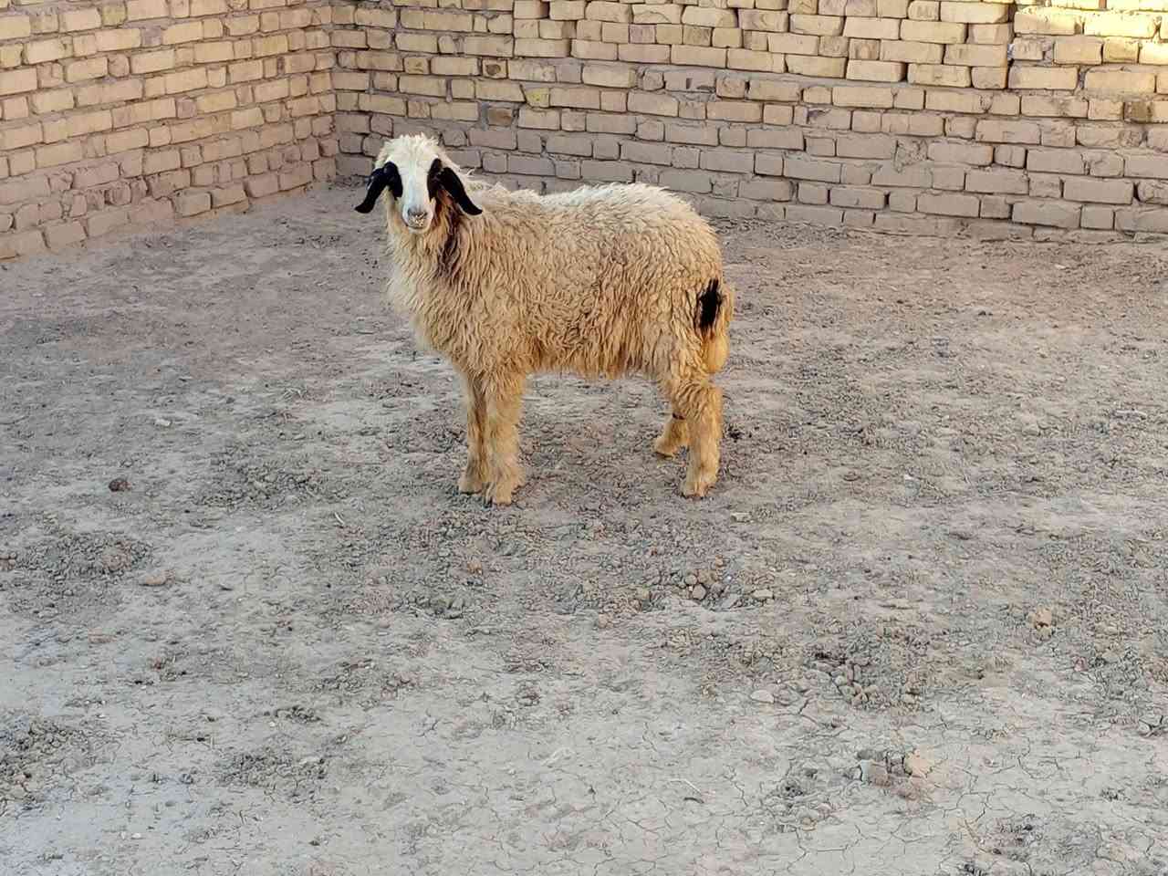 طلي نثيه سمينه حيل تارسه لحم وشحم شرط الصحاه ترهم 

ذبح وجني وهديه مكاني قضاء الفهود السعر  260 بيهه 

مجال والشراي يدلل وبخدمته اتصل ***********

