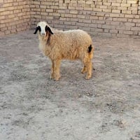 طلي نثيه • طلي سمين • طلي ذبح • طلي لحم • طلي • خروف • خروف نثيه • خرو...