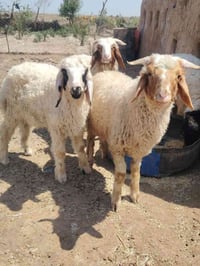 طليان • ٤ذكور ١نثيه • ناصريه سيد دخيل