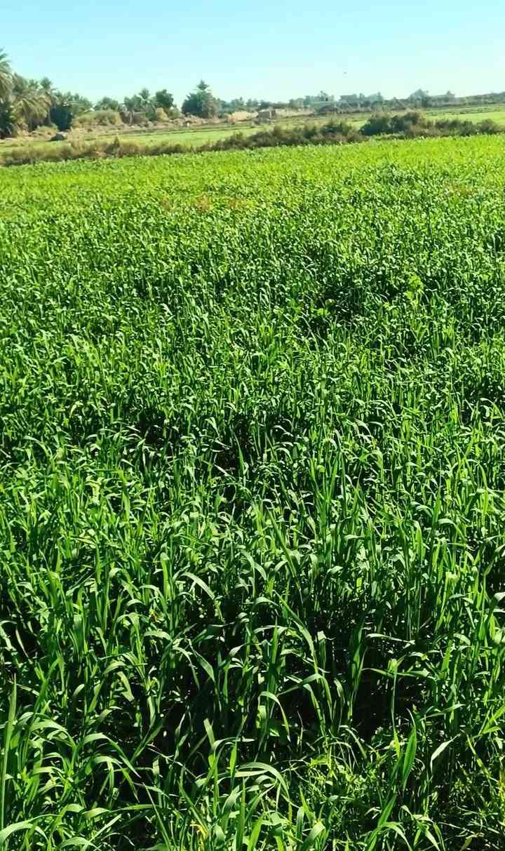 السلام عليكم دغل للبيع مساحه الارض 41دونم الاستفسار ***********
