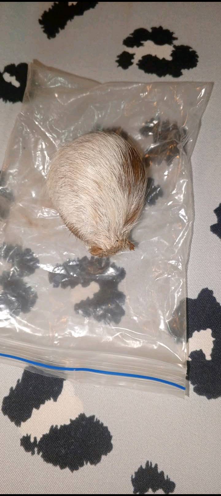 البيع خواتم قديمه فضه عيار 925 حجز اصلي فعال سعرالف25 قفل وذا شلع تريد علا الف 20مناسب فقط شراي يتصل علا رقم*********** او يجي  خاص من رخصه الادمن المحترم وافق ربي يرزقك انشالله باب رزقي اذ مكان بغداد توصيل ماعندي بيع مفرد وشلع