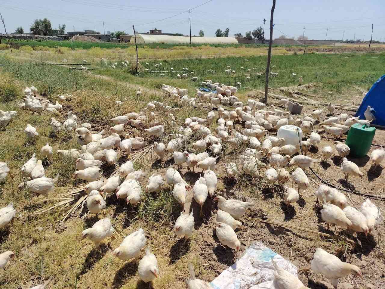 السلام عليكم يوجد 500 ديك فيومي بيع شلع  امستعجل جوه السوك المكان صلاح الدين العلم الربيضه اتصل وتدلل ***********
