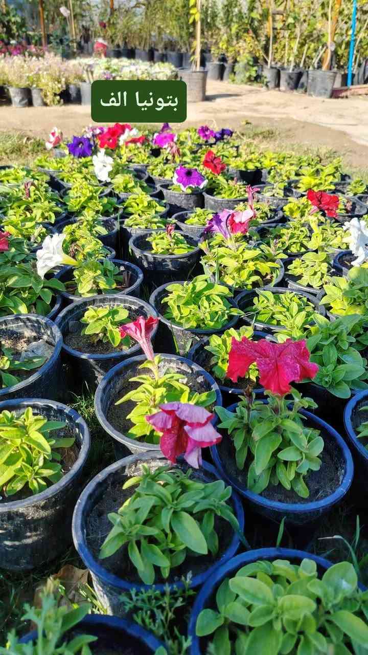 مشتل نعناعه   الرفاعي الصوب الاول مجاور جسر المشاة بتجاه السايلو مقابل مدرسة الرقيم الاهليه يوجد خدمة توصيل ***********
