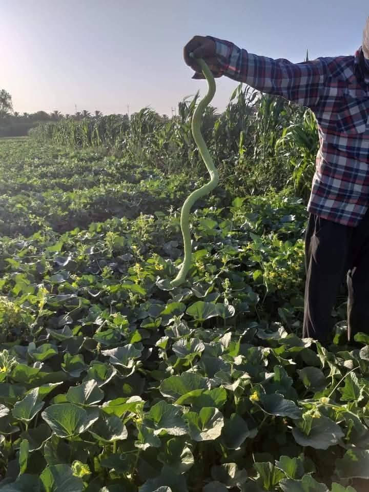 يوجد لدينا بذور بانيا  العبير ستندر شركه نتاجيه خير من الله تحمل حراره الصيف جدن عاليا *********** *********** وخيار طرحي سباني
