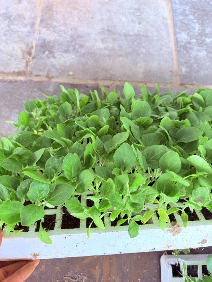 يوجد دايات مخضر


**إذا كنت صاحب هذا الإعلان وتريد حذفه لأي سبب، رجاءا أرسل رسالة إلى الدعم الفني**