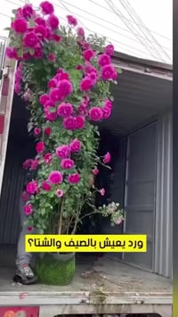 بذور زهور • ٢١ نوع • توصيل مجاني
