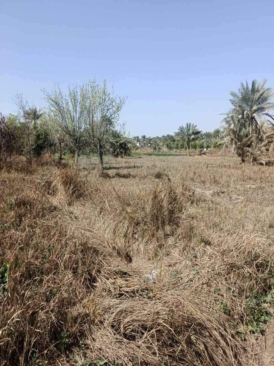 سلام عليكم للبيع ٤٠٠ متر سند ٢٥ تحويل مباشر بسم المشتري بغداد الراشدية قرية العراكنة تبعد عن تبليط ٥٠٠ متر كهرباء ماء سقي ماء اساله تصلح سكن او مزرعة السعر ٢٨ وبي مجال للشراي ***********
