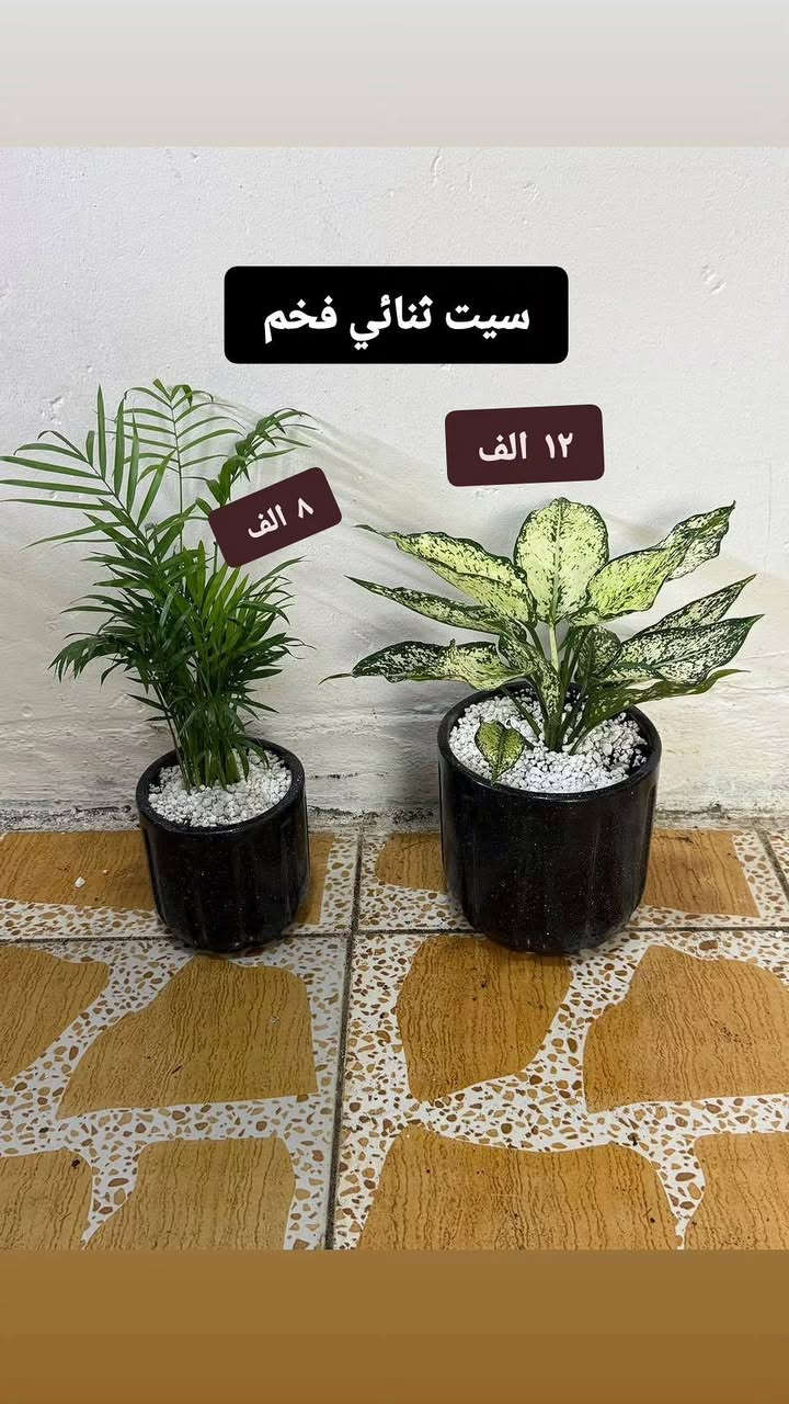 نباتات طبيعية للبيع عروضنا مستمرة يوجد خدمه توصيل لجميع مناطق كركوك للحجز مراسلة الصفحة


**إذا كنت صاحب هذا الإعلان وتريد حذفه لأي سبب، رجاءا أرسل رسالة إلى الدعم الفني**