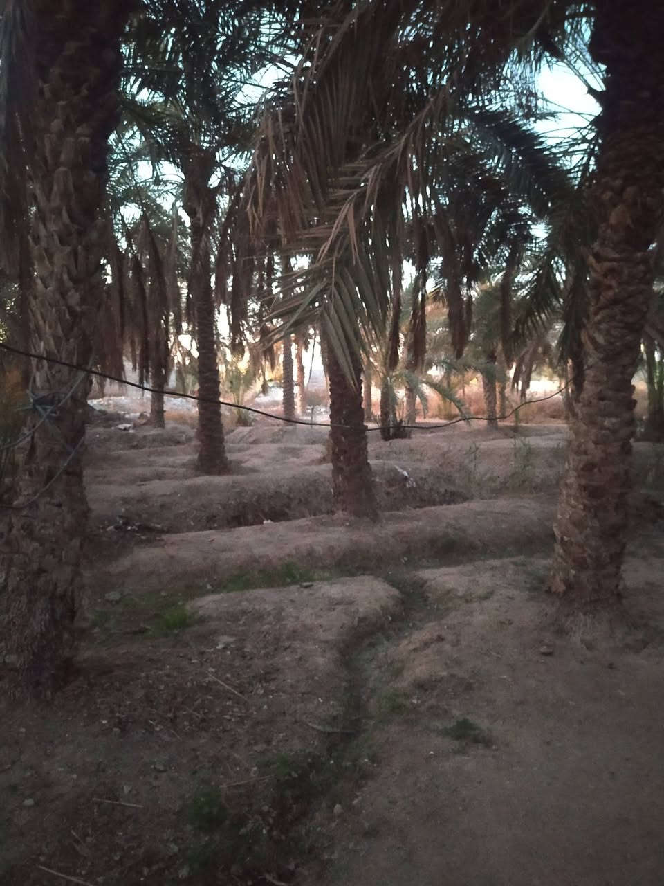 بستان للبيع
مساحه 1100
أبو الخصيب الوسطى 
طابو زراعي عراقي سند 25 
سهم بل طابو 
مزروع بل كامل نخيل 
ماء كهرباء 
السعر 200 و بي مجال 
هاتف ***********
