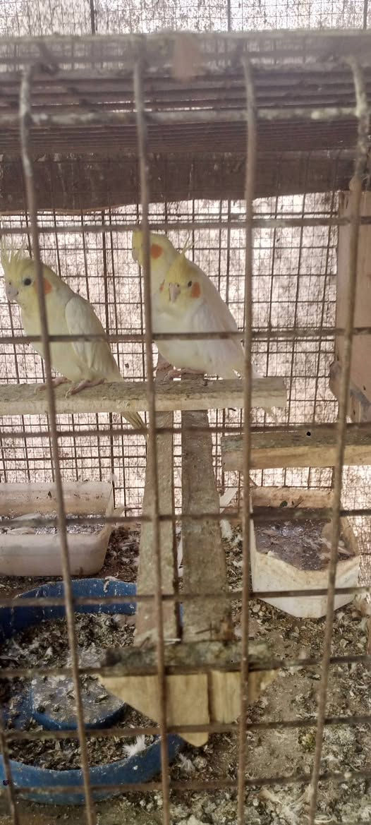 كوكتيل للبيع
***********
