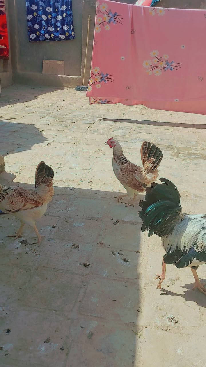 متاح #_بيض دندراوي من هذا الحلال
الهن #_اول_مبياض 

السعر جوه السوك 
تفضل خاص وبيك خير وتدلل

مكاني بالحله منطقة ابو خستاوي


**إذا كنت صاحب هذا الإعلان وتريد حذفه لأي سبب، رجاءا أرسل رسالة إلى الدعم الفني**