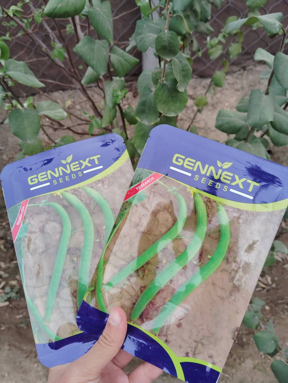 متوفر بذور خضرة سعر المغلف الف ونص الطلب أكثر من ٥ مغلفات وياه هدايا


**إذا كنت صاحب هذا الإعلان وتريد حذفه لأي سبب، رجاءا أرسل رسالة إلى الدعم الفني**