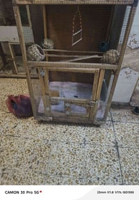 قفص • طبلي • بغداد