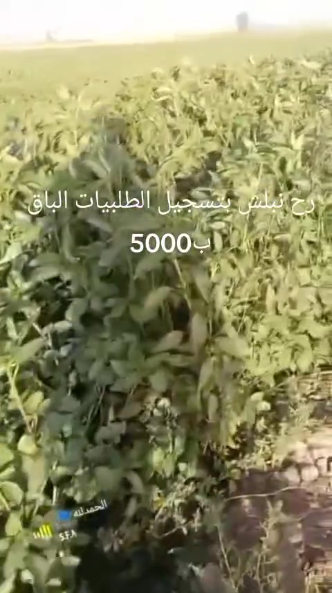 الى اهالي زاخو الكرام نود علمكم حان وقت الملوخيه الي بدو يوصي يبعت عل خاص *********** لصاحبه ابو محمد
