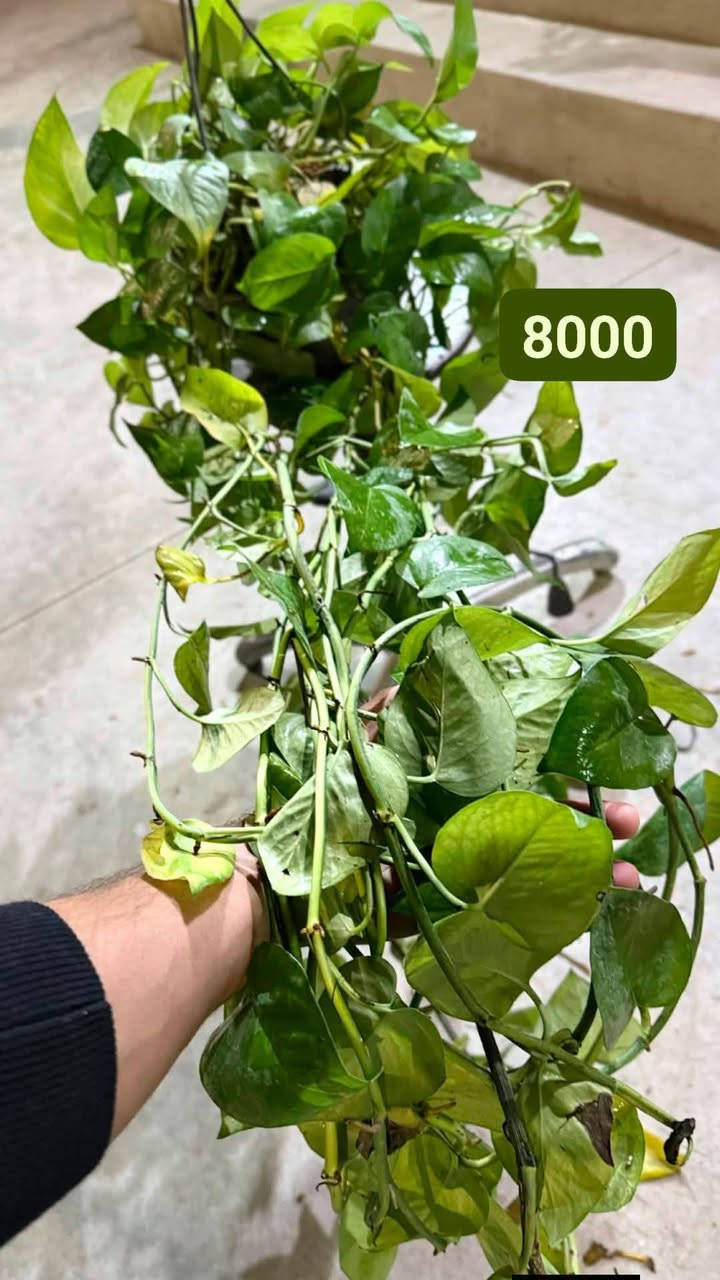 تخفيضات لكل زرع عندي 
***********
