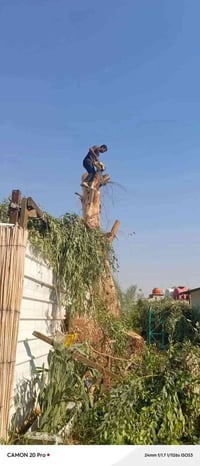 قطع لشجار بغداد 07818645274واتساب