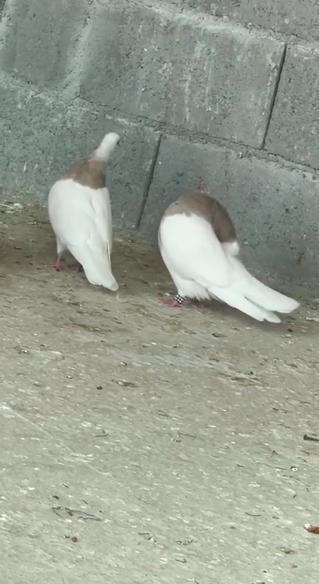 سڵاوی خوای گەورە
ئەم جووتە اجوریە بۆفرۆشتن بێزیادەن 
بەشەرتی هەمووشتێ پێویست بەوەسفناکات هەمووشتێ دیارە
شوێن دەربەندیخان
ژم***********
گەیاندن هەیە لەسەر کڕیار
