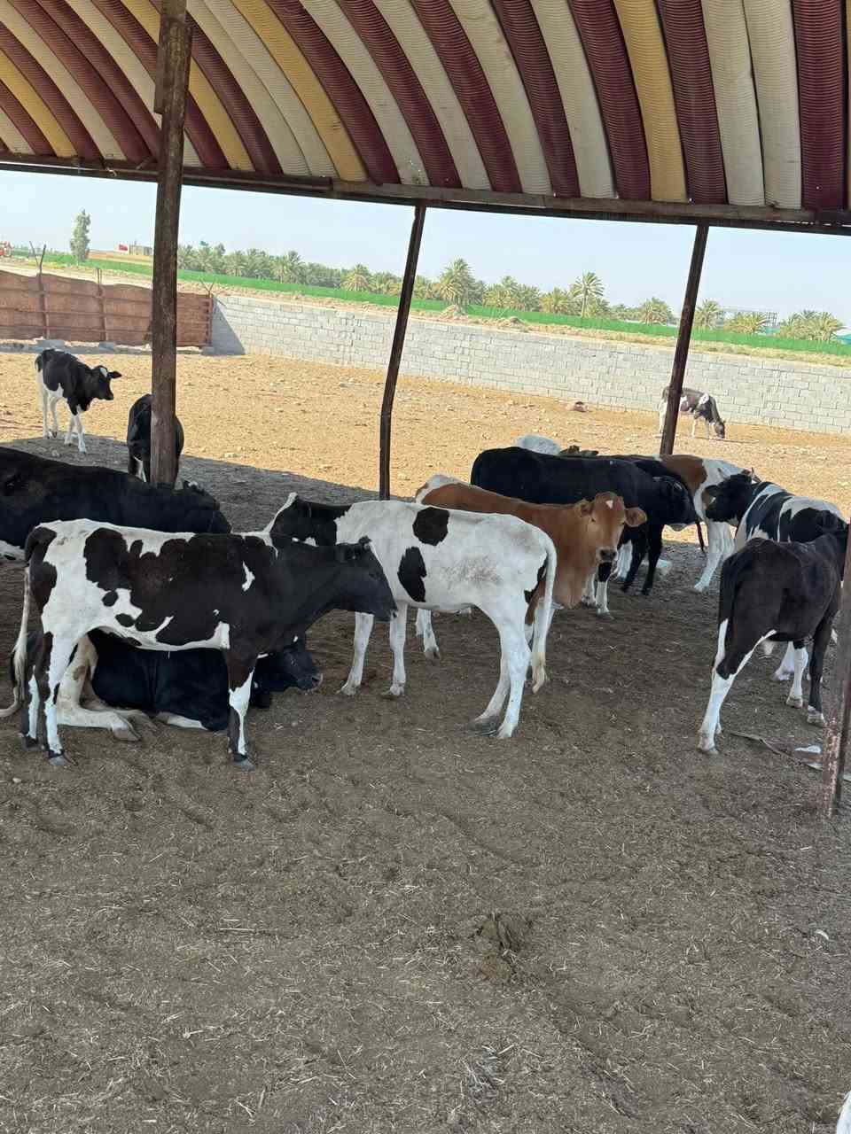 🐂🐂🐂🐂🐂🐂🐂🐃🐃🐃🐃
تم وصول وجبه جديدة من العجول بمناسبت شهر محرم
 (عجول و مباجير )عراقي 
 باوزان مختلفه
🔴علما ان البيع يكون على الوزن🔴
العنوان:
واسط/الكوت /طريق الحي /قرب المعهد الفني  
 للاستفسار:
*********** 📞
