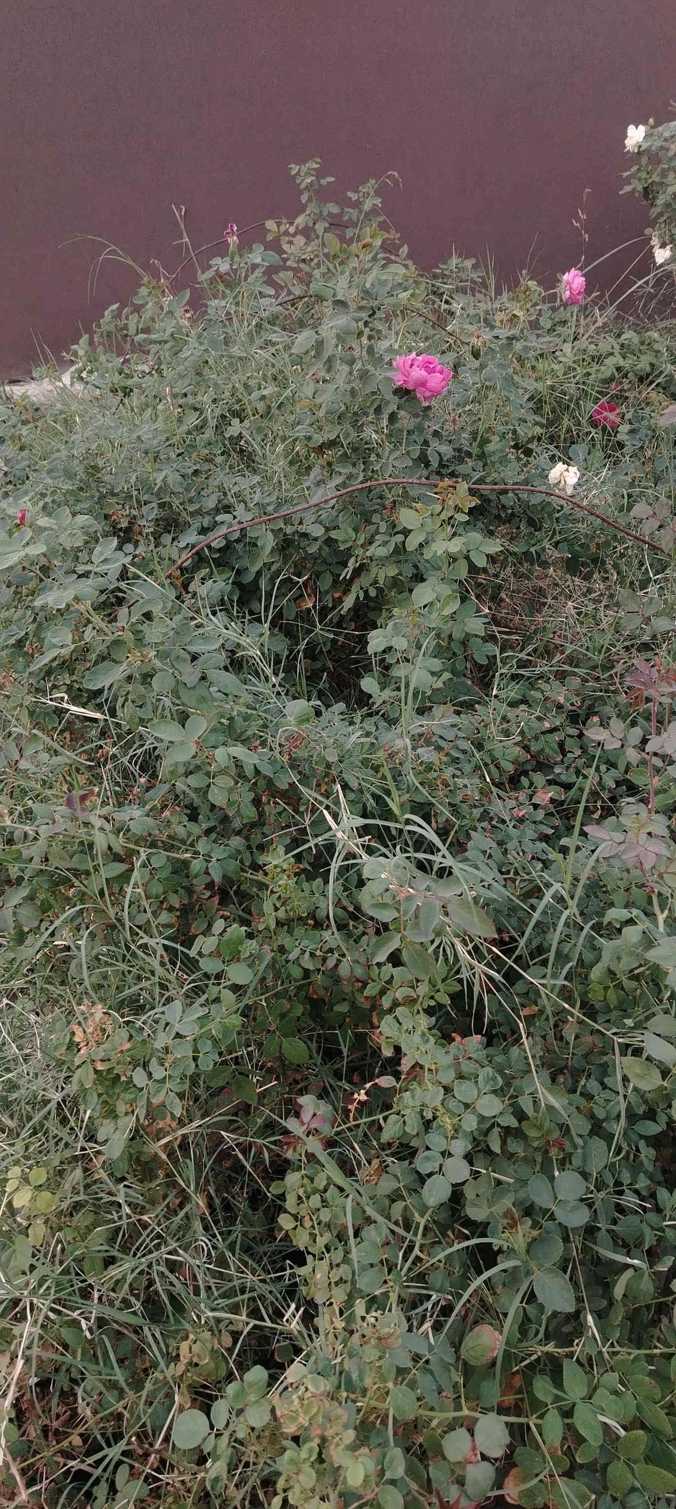 كلشي جاهز جمله مفرد طريق حله نجف الرارنجيه ماكو توصيل 
***********
