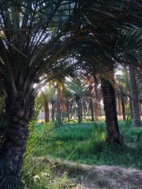 بستان اللبيع المساحة دونم وربع سند 25 ماء سقي وماء اسأله وكهرباء المكا...