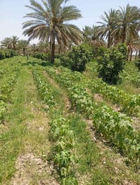 دونم ونص • طابو زراعي • ٥٠ تينة