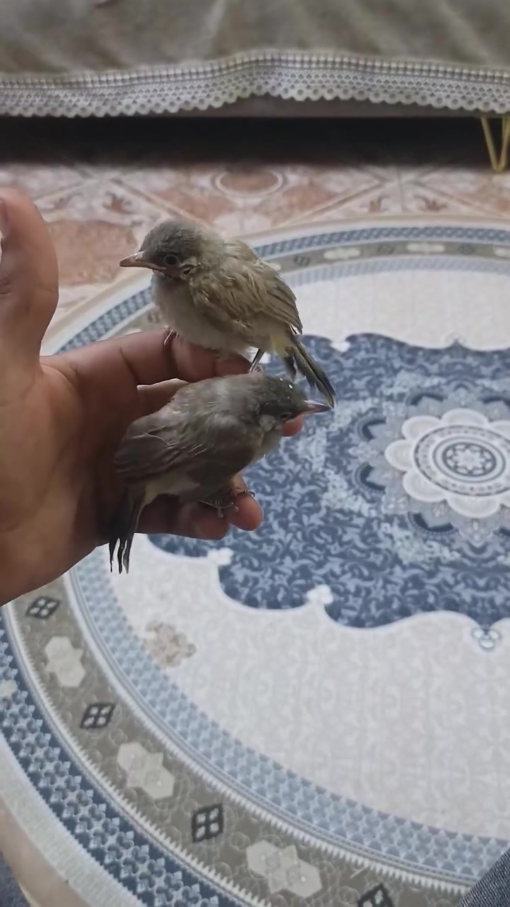 سلام عليكم بلابل بصراويه حلوات بس مكصوصات علمود البنكه اني كاصهن لان مات واحد بلبنكه وكصيتهن الشراي التك عله 30الو شراي لا يراسل مكاني الكرنه نهر الباشه ***********
